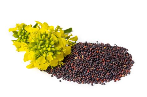 Comparación entre una planta de colza original y una modificada genéticamente para producir canola