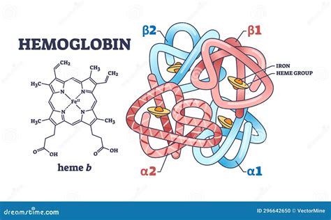 Esquema de la molécula de hemoglobina y el proceso de glicosilación