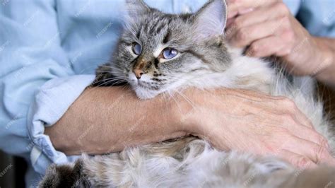 Foto de una persona mayor acariciando un gato en casa