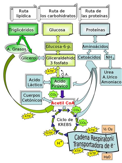 Esquema de una vía metabólica bloqueada en un error congénito del metabolismo
