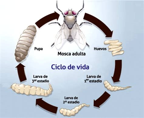 Infografía mostrando el ciclo de vida de una mosca y su rol ecológico