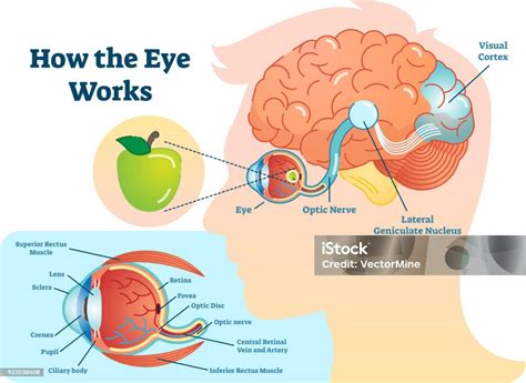 Esquema de la conexión entre el ojo y el cerebro