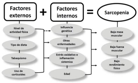 Esquema de la relación entre sarcopenia, obesidad y envejecimiento