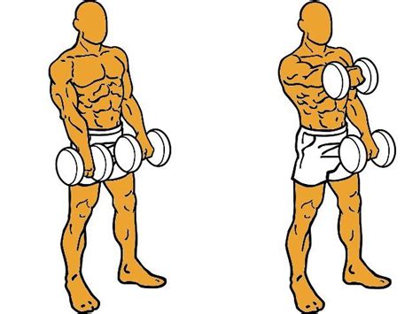 Diagrama mostrando la alineación correcta para el ejercicio de elevaciones frontales con apoyo en pared.