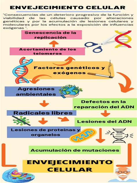 Diagrama que ilustra el proceso de daño molecular y celular en el envejecimiento