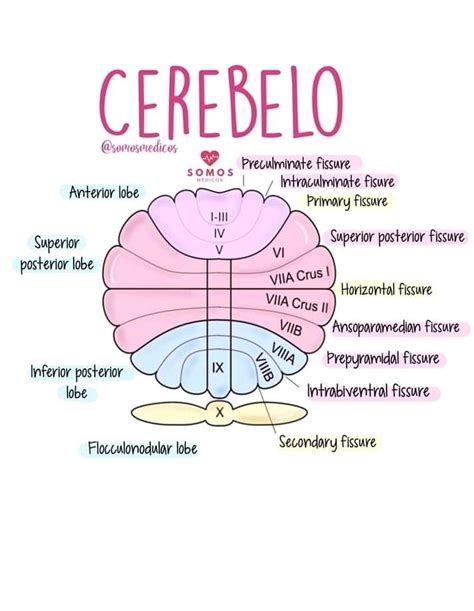 Esquema de las partes del cerebelo y sus funciones
