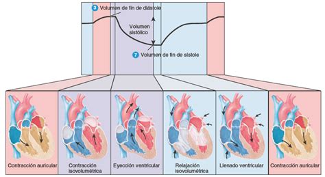 Diagrama de las estructuras cardíacas y los cambios en un corazón envejecido