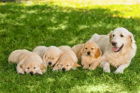 Familia de perros con cachorros, representando una camada