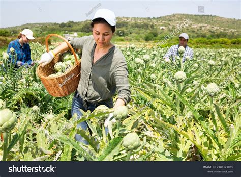 Fotografía de personas trabajando en el cultivo o procesamiento de plantas en Hortinclusiva