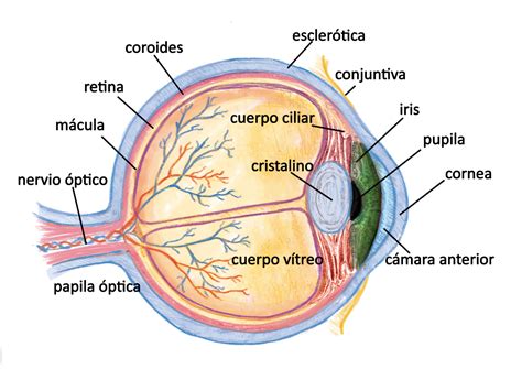 Diagrama de la anatomía del ojo, señalando la córnea