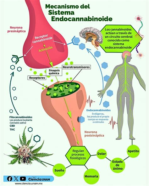 esquema del sistema endocannabinoide y su interacción con los receptores en el cuerpo humano