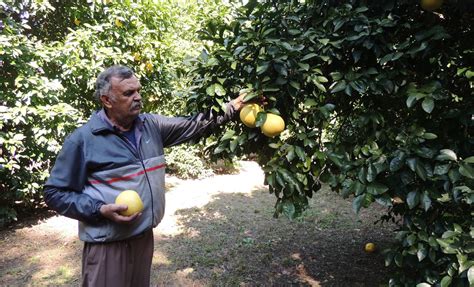 Campo de pomelos dulces en la huerta del Sr. Huynh Van Cap