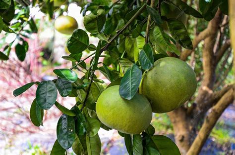 El Sr. Huynh Van Cap posando junto a un árbol de pomelo cargado de frutos