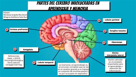 Esquema de las áreas del cerebro involucradas en la memoria y el aprendizaje