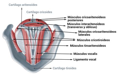 Esquema anatómico de la laringe y las cuerdas vocales