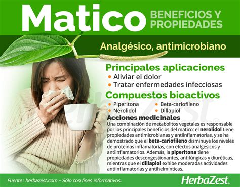 Infografía detallando los beneficios del matico para el sistema digestivo