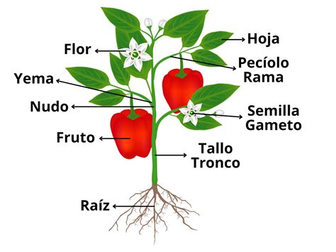 Esquema de las partes principales de una credencial de identificación
