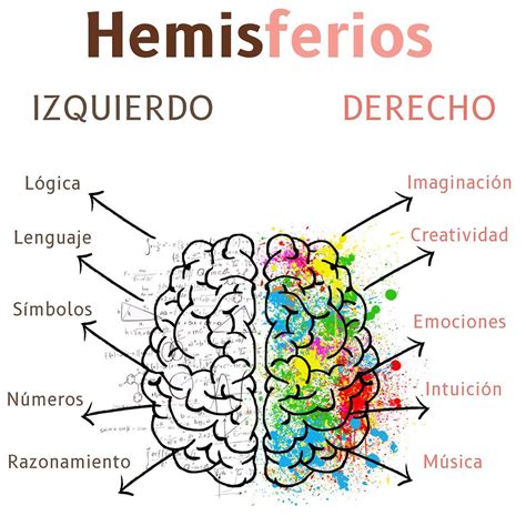 Esquema de las conexiones cerebrales entre hemisferios