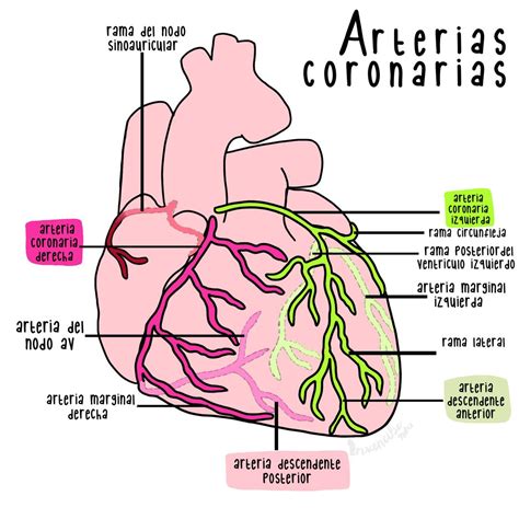 esquema de cómo la obesidad afecta las arterias coronarias