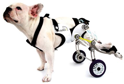 perro minusvalido con silla de ruedas