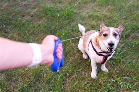 perro ciego oliendo en un parque con correa