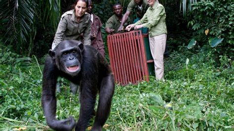 Chimpancé Wounda abrazando a su cuidadora Jane Goodall durante su liberación