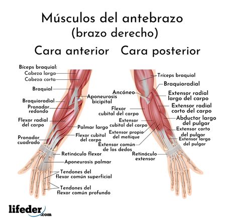 Esquema de las articulaciones del brazo y la mano