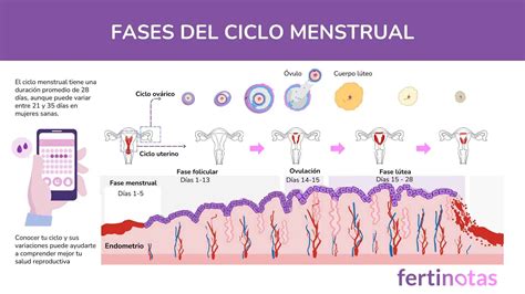 Esquema de las fases del ciclo reproductivo femenino y su relación con la edad