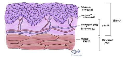 Ilustración de las capas del epitelio vaginal en diferentes etapas de la vida