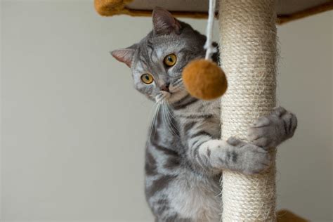Espacio de juegos para gatos con rascadores y escondites en altura