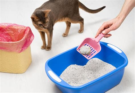Cuidador de gatos limpiando la caja de arena o cepillando a un gato