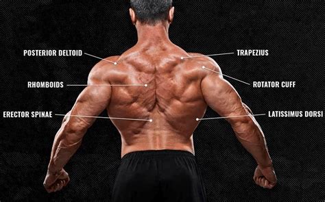 Diagrama mostrando los rangos de ajuste de la sección de la espalda y las piernas de la cama articulada.