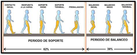 Esquema ilustrativo del ciclo de la marcha humana con sus fases y puntos clave