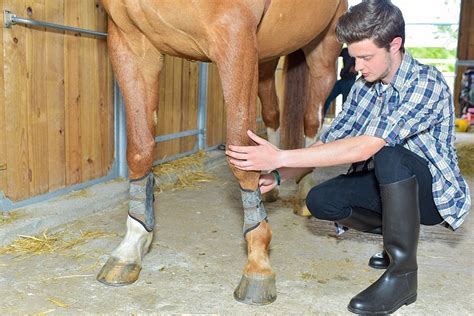 Mozo de cuadra cepillando un caballo