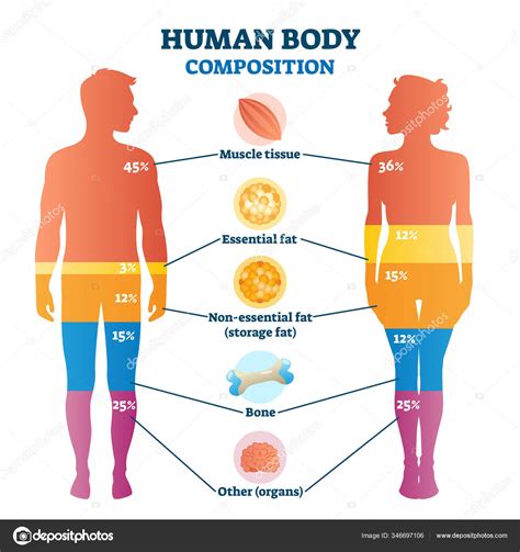 Esquema de la composición corporal humana (grasa, músculo, huesos, agua)