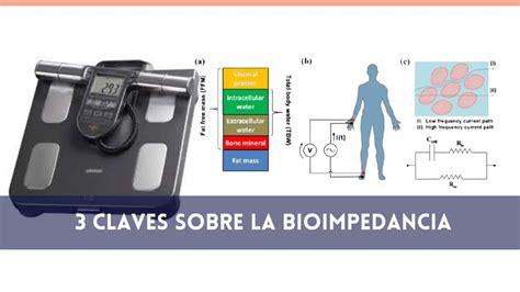 Infografía: Cómo funciona la bioimpedancia eléctrica para medir la composición corporal