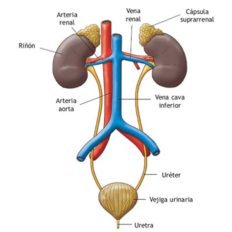 Esquema de la vía urinaria humana