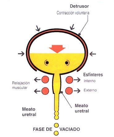 Esquema del proceso de vaciado vesical (micción)