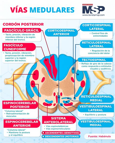 Esquema de los centros y vías nerviosas involucradas en la micción