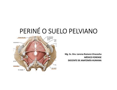Esquema detallado del periné femenino y su musculatura, resaltando el suelo pélvico
