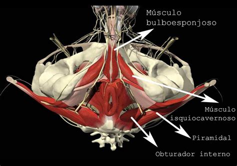 Esquema detallado del periné masculino y su musculatura, resaltando el suelo pélvico