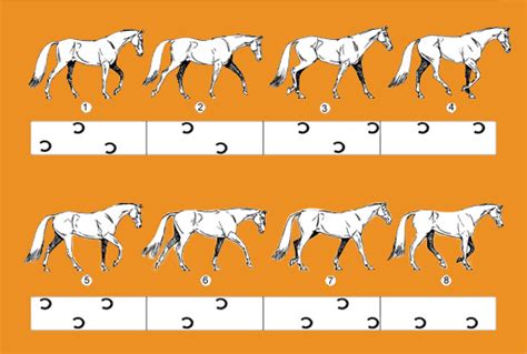 Esquema comparativo de los diferentes aires del caballo colombiano