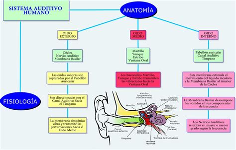Esquema del sistema auditivo humano y sus conexiones cerebrales