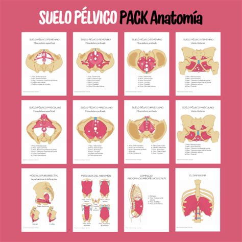 Esquema anatómico del suelo pélvico femenino y masculino