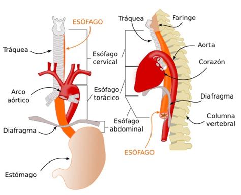 Ilustración esquemática del tracto digestivo superior, destacando la garganta y el esófago, con flechas indicando el flujo normal de los alimentos durante la deglución y posibles puntos de obstrucción.
