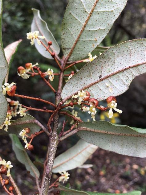 Imagen de Aextoxicon punctatum (Olivillo)