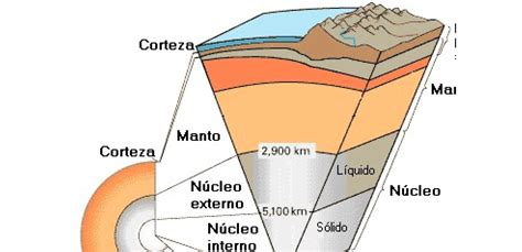Esquema de la corteza gruesa del olivillo y su capacidad de rebrote