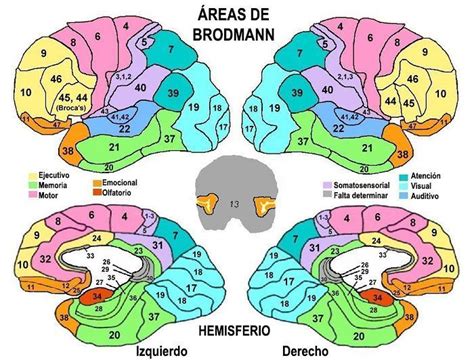 Mapa topográfico de las áreas de Brodmann en la corteza cerebral humana