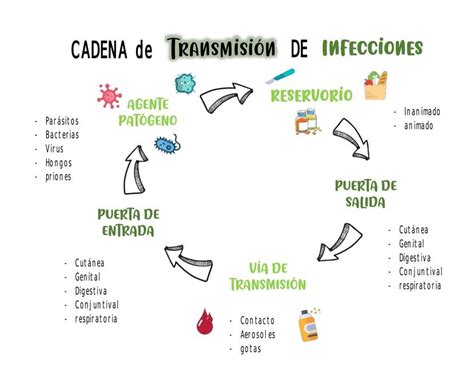 Esquema que ilustra la cadena de transmisión de la bacteria E. coli desde el reservorio ganadero hasta los alimentos y el consumo humano.