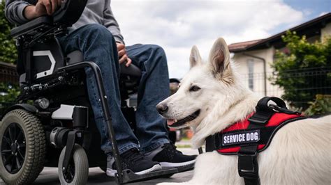 Ilustración de un perro de servicio ayudando a una persona en silla de ruedas